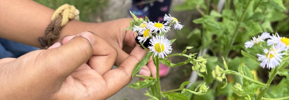 Hummel streicheln