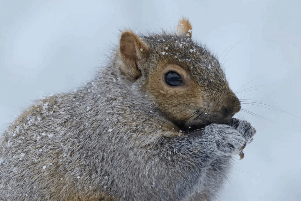 Foto: Stephanie Gibeault