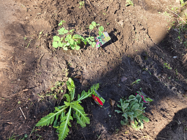 Frühjahrsputz im Schulgarten