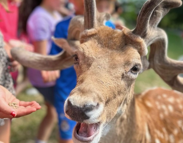 Die Känguru-Klasse unterwegs im kühlen Wald
